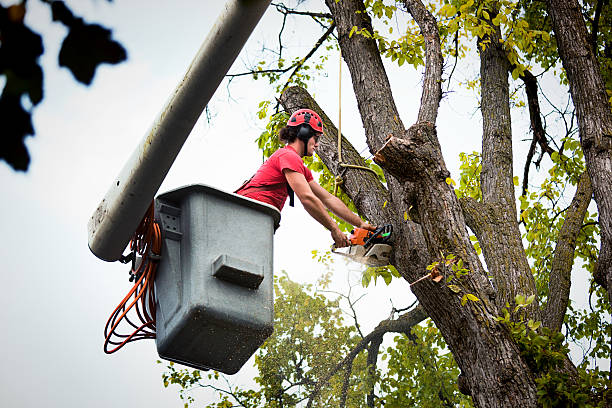 Best Seasonal Cleanup  in Edenton, NC